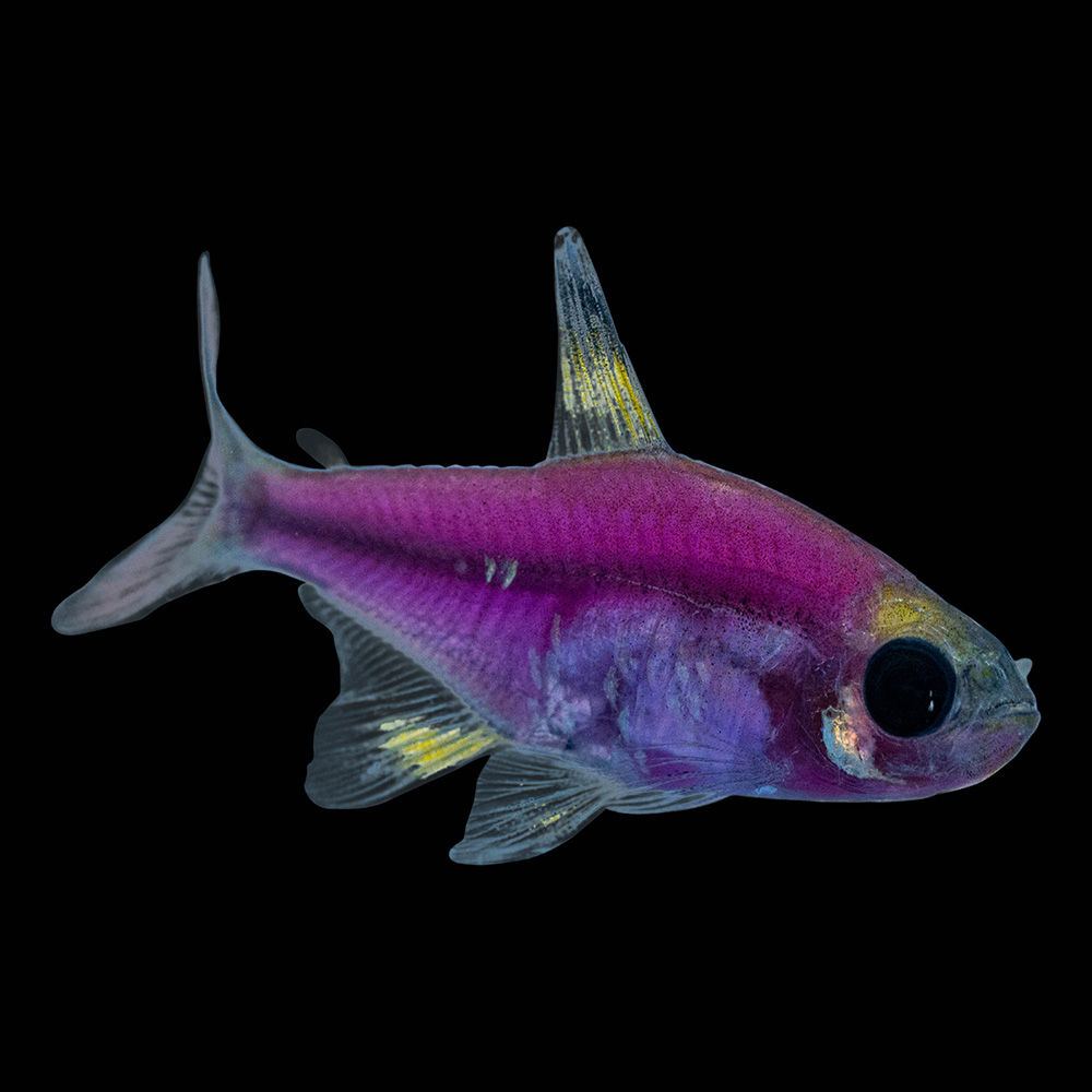 Purple shop pet fish